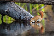 American red squirrel (Tamiasciurus hudsonicus) drinking  in a beaver pond early in the morning. Acadia National Park, Maine, USA.