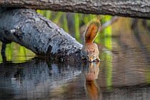 American red squirrel (Tamiasciurus hudsonicus) on tree trunk drinking in a beaver pond early in the morning. Acadia National Park, Maine, USA. May.