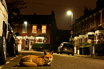 Red fox (Vulpes vulpes) rests in an urban street at night, London,  England.