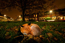 Red fox (Vulpes vulpes) resting on a green at night, North London,  England. Honorable mention in Mammals category of MontPhoto Competition 2021.