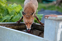 Red fox (Vulpes vulpes) drinks from a water trough on allotment, North London, England during coronavirus lockdown, March 2020.