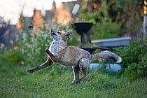 Red fox (Vulpes vulpes) plays with a dead common garden frog (Rana temporaria) on allotment, North London, England, during coronavirus lockdown, March 2020.