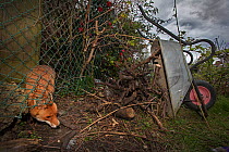 Red fox (Vulpes vulpes) squeezes under a fence into allotment while patrolling its territory, North London, England during coronavirus lockdown, April 2020.