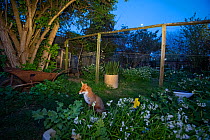 Red fox in its allotment territory with moon (Vulpes vulpes) during coronavirus lockdown, April 2020, North London, England.