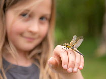 11-year old girl  with a newly emerged four-spotted chaser dragionfly (Libellula quadrimaculata) on her hand, pond dipping and getting close/connecting with nature. Cornwall, UK. April. Model released...
