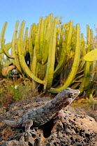 Tenerife wall gecko (Tarentola delalandii) endemic to Tenerife, Canary Islands.