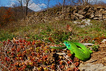 Western green lizard (Lacerta bilineata) basking in habitat, Europe