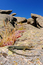 Bedriaga&#39;s rock lizard (Archaeolacerta bedriagae) is Sardinia, Italy. Endemic.