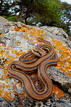 Four lined Snake (Elaphe quatuorlineata) on a rock, Croatia.
