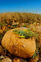 Ocellated lizard (Timon lepidus) Europe.