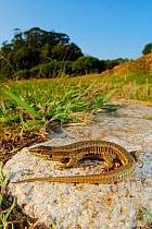 Bocage&#39;s wall lizard (Podarcis bocagei) basking on rock, Portugal