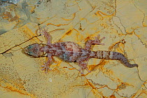Female European leaf-toed gecko (Euleptes europaea)