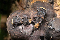 Scarce fungus weevils (Platyrhinus resinosus) eating King Alfred&#39;s Cake fungus {Daldinia concentrica} on dead ash tree. Peak District National Park, Derbyshire, UK. April. Nationally Scarce specie...