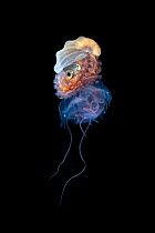 Brown paper nautilus (Argonauta hians) female riding on a jellyfish, off Anilao, Balayan Bay, Batangas, Philippines. .