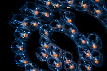 Tiny shrimp sitting in a colony of common salp, (Salpa fusiformis), the most widespread species of salp, Balayan Bay, off Anilao, Batangas, Philippines, Pacific Ocean.