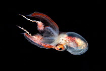 Blanket octopus (Tremoctopus gracilis) male, off Anilao, Batangas Philippines, Pacific Ocean.