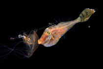 Filefish (Monacanthidae) holding on to a jellyfish using the stinging cells of the jelly to protect itself. Balayan Bay, off Anilao, Batangas, Philippines, Pacific Ocean.