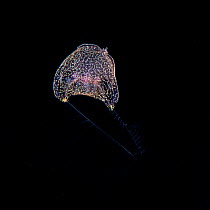 Unidentified comb jelly (Ctenophora) Balayan Bay, off Anilao, Batangas, Philippines, Pacific Ocean