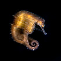 Spiny / thorny seahorse (Hippocampus histrix) with blurred motion, Balayan Bay, off Anilao, Batangas, Philippines, Pacific Ocean