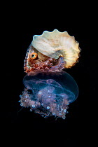Brown paper nautilus (Argonauta hians) female riding on a jellyfish, off Anilao, Balayan Bay, Batangas, Philippines.