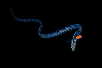 Snake blenny (Xiphasia setifer) juvenile free swimming in the open ocean at night, Balayan Bay, off Anilao, Batangas, Philippines, Pacific Ocean. It has a parasite that attached close to its head