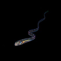 Snake blenny (Xiphasia setifer) juvenile free swimming in the open ocean at night, Balayan Bay, off Anilao, Batangas, Philippines, Pacific Ocean.
