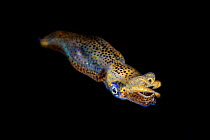Southern Pygmy Squid (Idiosepius notoides) Balayan Bay, off Anilao, Batangas, Philippines, Pacific Ocean