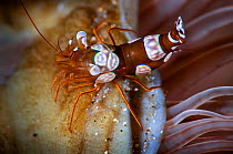 Sexy shrimp / squat shrimp (Thor amboinensis) Balayan Bay, Batangas, the Philippines.