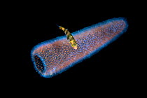 Trevallly (Caranx sp), juvenile living in and around a tunicate (Pyrosoma sp) in the pelagic zone. Balayan Bay, off Anilao, Batangas, Philippines, Pacific Ocean  The Pyrosoma is a free-floating colo...