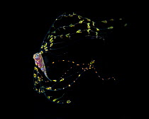Scalloped ribbonfish (Zu cristatus) juvenile,Balayan Bay, Batangas, the Philippines.