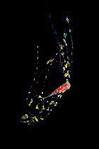 Juvenile Scalloped ribbonfish (Zu cristatus) Balayan Bay, Batangas, the Philippines.
