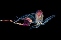 Pelagic blanket octopus (Tremoctopus gracilis) female swimming, roling up her display blanket, off Anilao, Batangas Philippines, Pacific Ocean