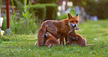 Red fox vixen (Vulpes vulpes) with four suckling cubs in an allotment, cubs start to play, London, England, UK, May.