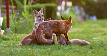 Red fox vixen (Vulpes vulpes) with four suckling cubs in an allotment, one jumping over her back, London, England, UK, May.