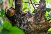 Pale-throated sloth (Bradypus tridactylus) mother and baby, aged 3 months, Sloth Island, Guyana. April.