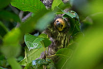 Pale-throated sloth (Bradypus tridactylus) baby, aged 3 months, clinging on to its mother, Sloth Island, Guyana. April.