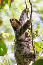 Pale-throated sloth (Bradypus tridactylus) baby, aged 3 months, clinging on to its mother, Sloth Island, Guyana. April. Digitally removed vine in background.
