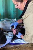 Tasmanian devil (Sarcophilus harrisii) being checked by a research team before it is returned to the wild, Devils at Cradle, Cradle Mountain National Park, Tasmania. October. Captive breeding program...