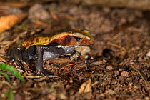 Smooth-sided toad (Rhaebo guttatus) on forest floor, Amazon, Brazil. June.