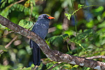 Black-fronted nunbird (Monasa nigrifrons) on a branch, Amazon, Brazil. June.