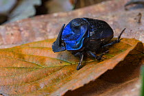 Giant Amazon scarab beetle (Coprophanaeus lancifer), Amazon, Brazil. June.