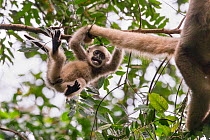 Northern muriqui monkey (Brachyteles hypoxanthus) juvenile aged one year, in tree playing with its mother&#39;s tail, RPPN Feliciano Miguel Abdala, Atlantic Forest, Brazil. June.