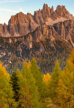 Croda da Lago and the Lastoni di Formin mountains with autumn larch trees (Larix decidua) in late afternoon, seen from near Cinque Torri, Dolomites, Italy. October 2019.