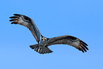 Osprey (Pandion haliaetus) in flight, Blue Cypress Lake, Florida, USA. April.