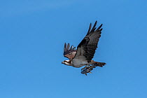 Osprey (Pandion haliaetus) carrying fish it has caught. Blue Cypress Lake, Florida, USA, April.