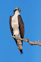 Osprey (Pandion haliaetus). Blue Cypress Lake, Florida, USA. April.