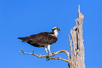 Osprey (Pandion haliaetus) Blue Cypress Lake, Florida, USA. April.