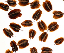 Chinese rhubarb (Rheum palmatum) Seeds, on white background, backlit. Each seed approx 5mm in size.