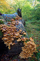 Sheather woodtuft fungi (Kuehneromyces mutabilis) on fallen beech tree. Surrey, England, UK, October.