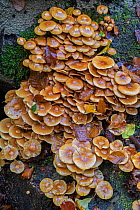 Sheather woodtuft fungi ( Kuehneromyces mutabilis) on fallen beech tree. Surrey, England, UK. October.